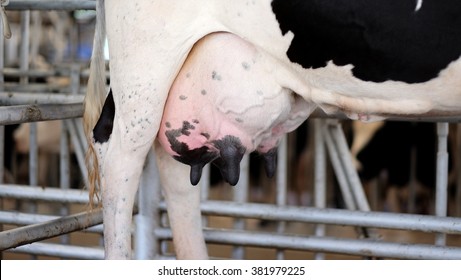 Cows udders - Shutterstock ID 381979225