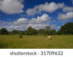 Cows under clouds