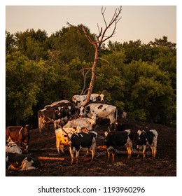Cows Under tree