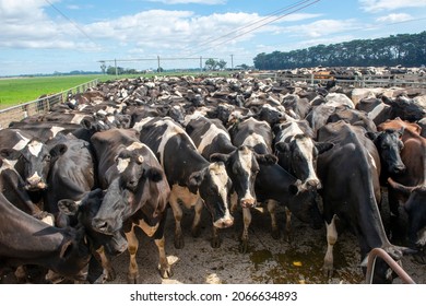 Cows Waiting To Be Milked At A Victorian Dairy Farm , Australia.