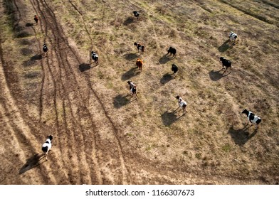 cows are walking