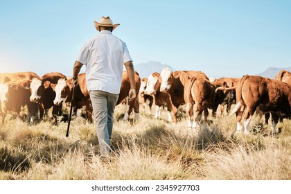 Cows, walking or black man on farm agriculture for livestock, sustainability and agro business in countryside. Back, dairy production or farmer farming a cattle herd or animals on outdoor grass field
