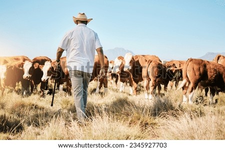 Cows, walking or black man on farm agriculture for livestock, sustainability and agro business in countryside. Back, dairy production or farmer farming a cattle herd or animals on outdoor grass field