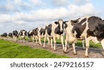 Cows walking on a path, happy in a row, herd of black and white, landscape with clouds in the sky passing and strolling