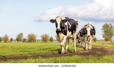 Cows walking on a path, happy in a row, herd of black and white, landscape with clouds in the sky passing and strolling