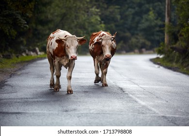 Cows walking on the pavement in the countryside - Powered by Shutterstock