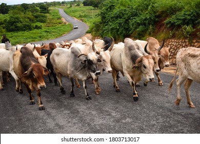 Cows walking on a street in Africa - Shutterstock ID 1803713017