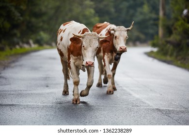 Cows walking on the street, on the way back to the farm - Powered by Shutterstock