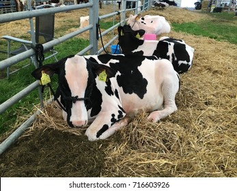 Cows, Westmorland County Show, Cumbria, England