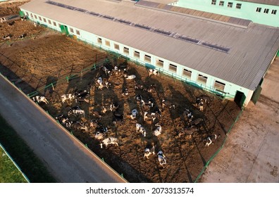 Cowshed With Cows Near Farm, Aerial View. Farm Building At Agriculture Field. Production Of Milk And Animal Husbandry. Cow Dairy. Farm Animals And Agronomy. Farm Of Cattle. Cows At Field.