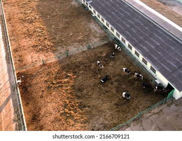 Cowshed With Cows Near Farm, Aerial View. Farm Building At Agriculture Field. Production Of Milk And Animal Husbandry. Cow Dairy. Farm Animals And Agronomy. Farm Of Cattle. Cows At Field.