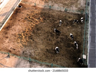 Cowshed With Cows Near Farm, Aerial View. Farm Building At Agriculture Field. Production Of Milk And Animal Husbandry. Cow Dairy. Farm Animals And Agronomy. Farm Of Cattle. Cows At Field.