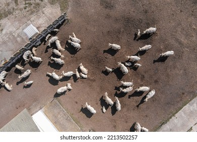 Cowshed With Cows Near Farm, Aerial View. Farm Of Cattle