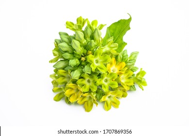 Cowslip creeper on white background. Cowslip creeper from nature for health.
