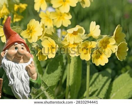 Cowslips in bloom in the spring