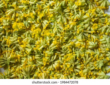 Cowslips. Trying Handpicked Cowslip Flowers. Air Drying Fresh Herbs On A Tray.