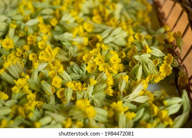 Cowslips. Trying Handpicked Cowslip Flowers. Air Drying Fresh Herbs On A Tray.