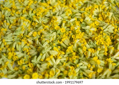 Cowslips. Trying Handpicked Cowslip Flowers. Air Drying Fresh Herbs On A Tray.