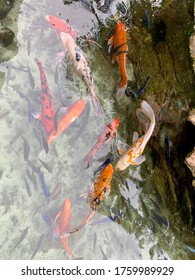 Coy Fish In Crystal Clear Water