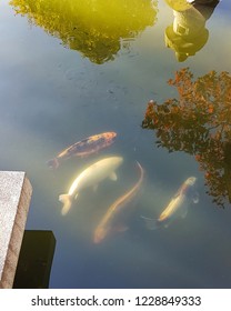 Coy Fish Pond