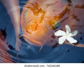 Coy Fish Surfacing, Oahu Hawaii