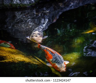Coy fish swimming around chasing tails.