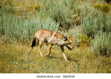 coyote