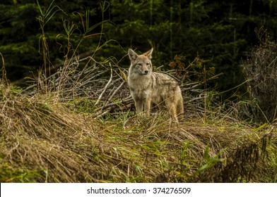 Coyote