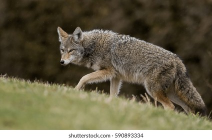 Coyote