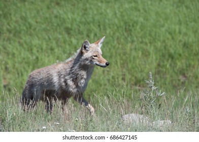 Coyote