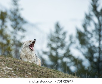 Coyote