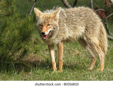 Coyote Stock Photo 80356810 | Shutterstock