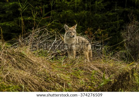 Coyote