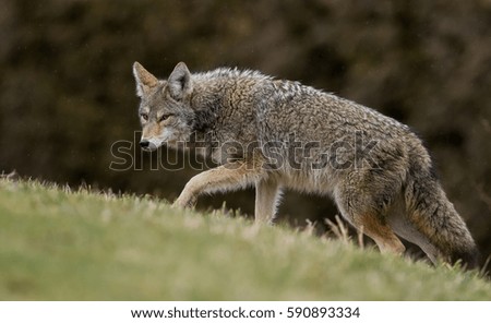 Coyote