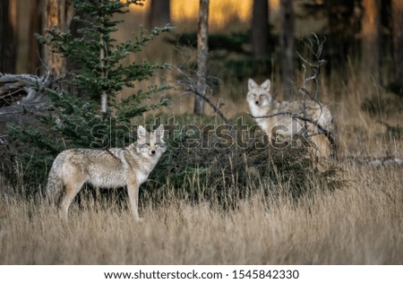 A coyote in Alberta Canada
