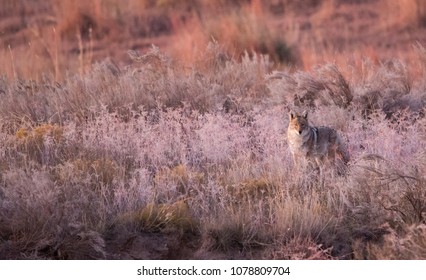 Coyote Amongst Prairie Grass, Oklahoma Panhandle