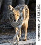 Coyote begging by pretending to have an injured leg in Yosemite National Park, California.