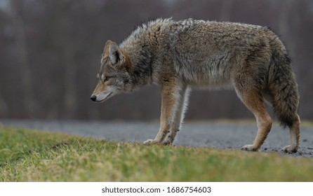 Coyote In British Columbia Canada