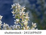 Coyote Bush flowers blooming in the East Bay Hills near San Francisco, California