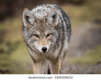 Coyote in Canada