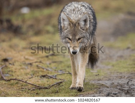 Coyote in Canada