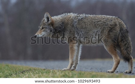 Coyote In Canada