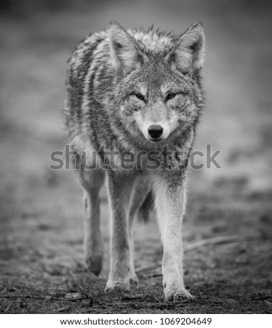 Similar – Wolves in nature Nature