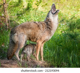 Coyote (Canis lantrans) Howls while Pups Scampers Underneath - captive animals