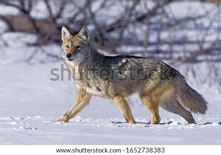 Coyote, canis latrans, Adult standing on Snow, Montana 