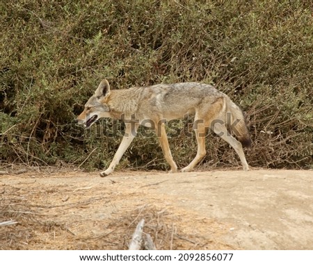 Coyote (Canis latrans) predator mammal animal