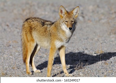 Coyote, Canis latrans, shown in Death Valley National Park, California, United States. - Shutterstock ID 165249017