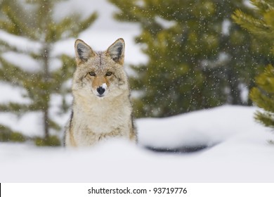 Coyote (Canis latrans) in a snow storm in Yellowstone National Park, Wyoming, USA.