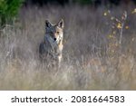 coyote (Canis latrans) standing in tall prairie grass