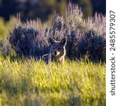 
Coyote (Canis latrans) in tall grass during spring in Grand Teton National Park, Jackson Hole, Wyoming